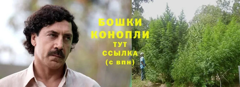 Бошки марихуана THC 21%  где найти   Богородск 